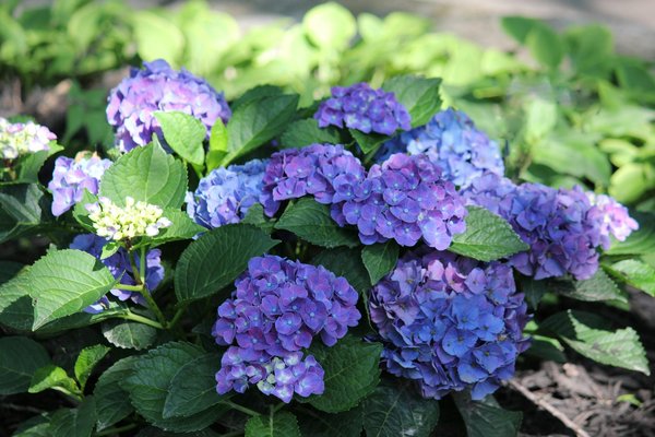 Comment créer un jardin vertical dans une maison avec un espace limité ?