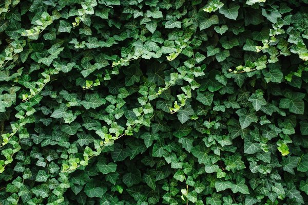 Explorez notre sélection de lierres en ligne et laissez-vous séduire !